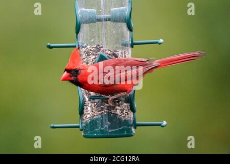 Nördlichen Kardinal männlich Stockfoto