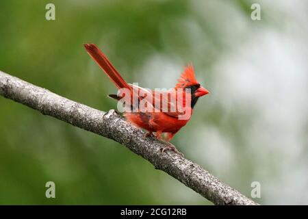 Nördlichen Kardinal männlich Stockfoto