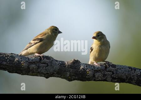 Goldfinken Männchen und Weibchen tun luftgetragenen Fetzen über Nahrung Stockfoto