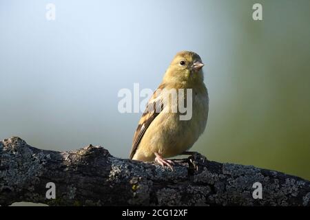 Goldfinken Männchen und Weibchen tun luftgetragenen Fetzen über Nahrung Stockfoto
