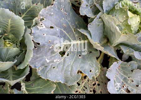 Kohl Krankheiten. Die Raupen fraßen die Kohlwurmblätter. Stockfoto