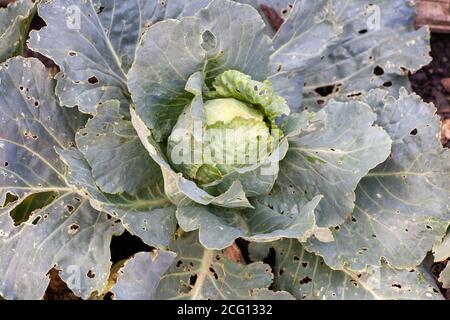 Kohl Krankheiten. Die Raupen fraßen die Kohlwurmblätter. Stockfoto