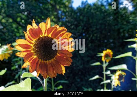 Saint Cyr en Talmondais, Frankreich. August 2020. Sonnenblume im Parc Floral et Tropical de la Court d'Aron in Saint Cyr en Talmondais, Frankreich. Stockfoto