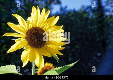 Saint Cyr en Talmondais, Frankreich. August 2020. Sonnenblume im Parc Floral et Tropical de la Court d'Aron in Saint Cyr en Talmondais, Frankreich. Stockfoto