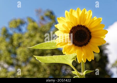 Saint Cyr en Talmondais, Frankreich. August 2020. Sonnenblume im Parc Floral et Tropical de la Court d'Aron in Saint Cyr en Talmondais, Frankreich. Stockfoto