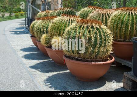 Reihe von riesigen Golden Barrel Cactus oder Echinocactus grusonii in temporären Plastiktöpfen im Straßenblumenladen. Stockfoto