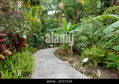 Der Bürgersteig durch einen Garten in einem botanischen Garten in Florida. Stockfoto