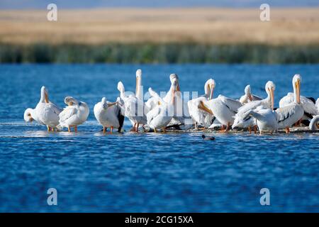 Schwarm amerikanischer weißer Pelikane (pelecanus erythrorhynchos), die auf einer kleinen Insel, Frank Lake, Alberta, Kanada, ruhen Stockfoto