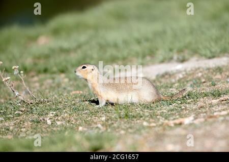 Richardson-Ziesel (spermophilus richardsonii), Frank Lake, Alberta, Kanada Stockfoto