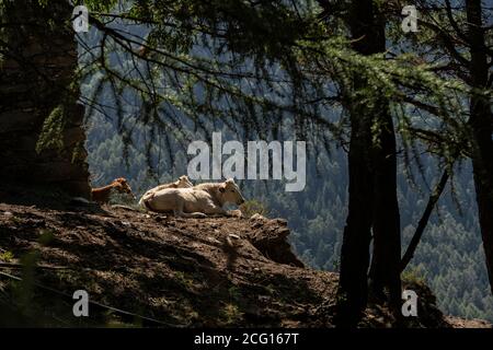 Kühe ruhen und Wiederkäuen in einer alten Hüttenruine im Gran Bosco des Salbertrand Parks (Piemont, Italien) Stockfoto