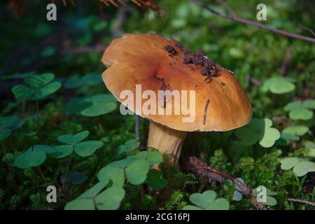 Einpilz Boletus edulis im Wald. Stockfoto