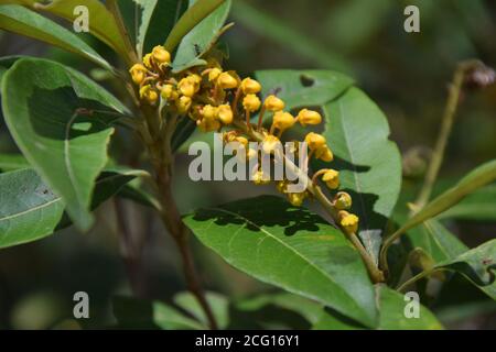 Cerrado Blumen Flora Zentral Brasilien Staat Goias Chapada dos Veadeiros Botanik, tropische Vegetation, Heilpflanzen Stockfoto