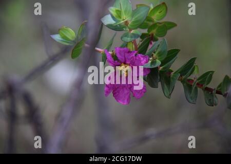 Cerrado Blumen Flora Zentral Brasilien Staat Goias Chapada dos Veadeiros Botanik, tropische Vegetation, Heilpflanzen Stockfoto