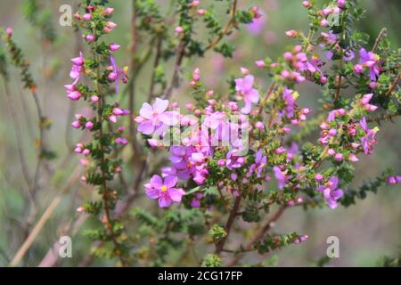 Cerrado Blumen Flora Zentral Brasilien Staat Goias Chapada dos Veadeiros Botanik, tropische Vegetation, Heilpflanzen Stockfoto