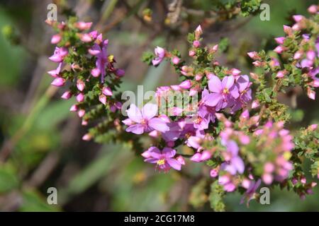 Cerrado Blumen Flora Zentral Brasilien Staat Goias Chapada dos Veadeiros Botanik, tropische Vegetation, Heilpflanzen Stockfoto