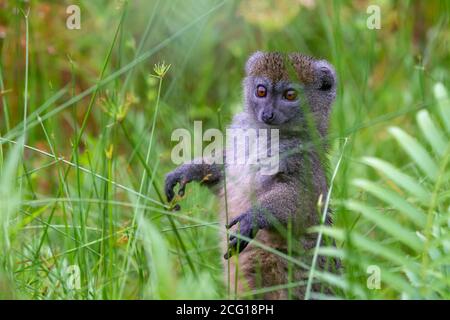 Ein Bambuslemur zwischen dem hohen Gras sieht neugierig aus Stockfoto