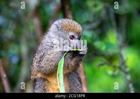 Ein Bambuslemur mit einem Grashalm auf einem Ast Stockfoto