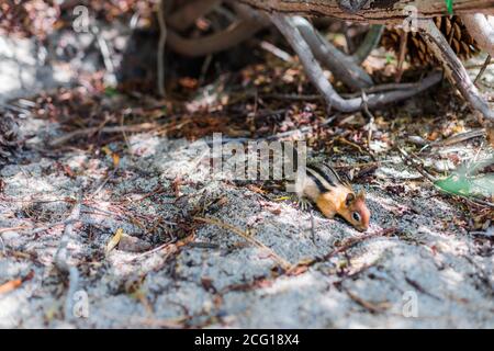 Chipmunk im Wald auf der Suche nach Nahrung Stockfoto