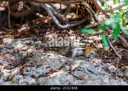 Chipmunk im Wald sieht neugierig aus Stockfoto