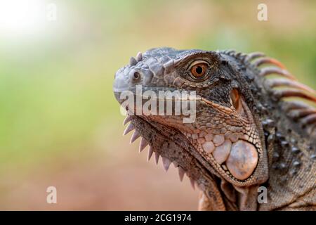 Nahaufnahme des roten Leguans Stockfoto