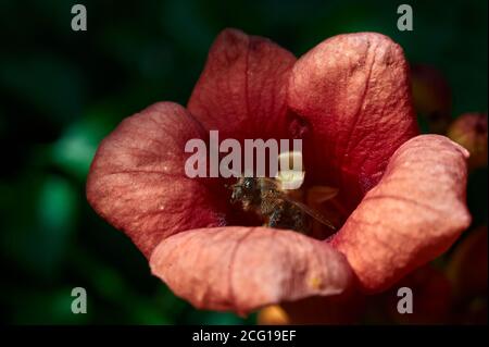 Eine Honigbiene klettert aus einer roten Tekoma Blume, Fotofarbe, Stockfoto