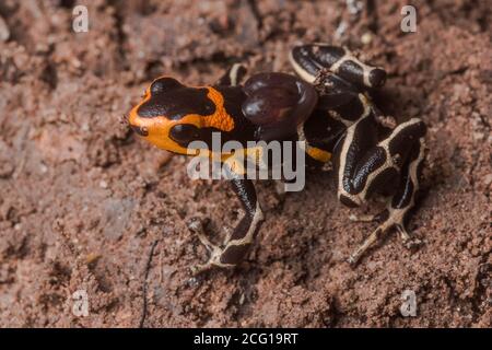 Ein giftiger, rotköpfiger Giftpfeilfrosch (Ranitomeya fantastica) trägt sein Kaulquappen-Paar auf dem Rücken. Im Regenwald von Peru. Stockfoto