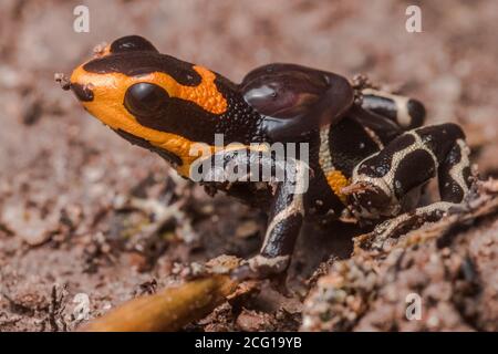 Ein giftiger, rotköpfiger Giftpfeilfrosch (Ranitomeya fantastica) trägt sein Kaulquappen-Paar auf dem Rücken. Im Regenwald von Peru. Stockfoto