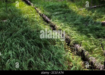 Yellowstone Nationalpark gefallener Baum Stockfoto