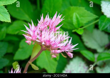 Blüte Sedum Prominent, Sedum Spektabile. Dekorative Gartenpflanzen - rosa Sedum spectabile in der Blütezeit. Rosa Blüten von Sedum spectabile Stockfoto