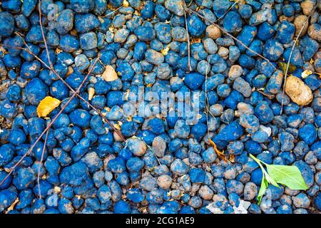 Makro-Nahaufnahme von vielen ganzen blauen Tonkieseln, leca Flatlay. Blähton-Kieselsteine Stockfoto