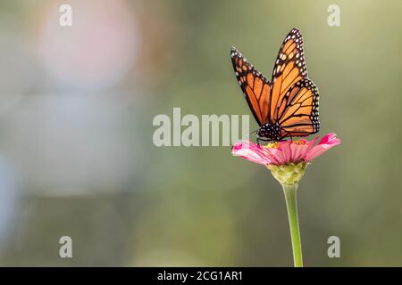 Männlicher Monarch Schmetterling auf rosa Zinnia Blume weichen grünen Hintergrund Rechte Seite Kopierfläche Stockfoto