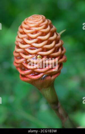 Bienenstock Ginger (Zingiber spectabile) Blütenköpfe. September 2020. Forest Creek. Queensland. Australien. Stockfoto