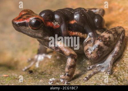 Ein Los Tayos Raketenfrosch (Hyloxalus nexipus) eine Art von Giftpfeilfrosch trägt seine Kaulquappen auf dem Rücken. Stockfoto