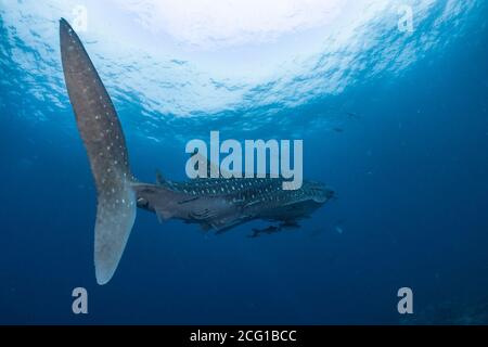 Riesenwelhai, der unter Wasser mit Tauchern schwimmt