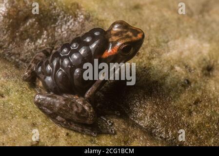 Ein Los Tayos Raketenfrosch (Hyloxalus nexipus) eine Art von Giftpfeilfrosch trägt seine Kaulquappen auf dem Rücken. Stockfoto