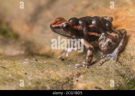 Ein Los Tayos Raketenfrosch (Hyloxalus nexipus) eine Art von Giftpfeilfrosch trägt seine Kaulquappen auf dem Rücken. Stockfoto