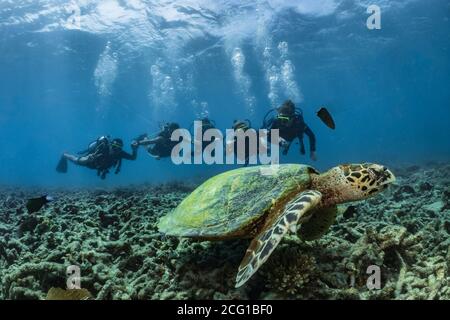 Hawksbill Schildkröte unter Wasser auf Riff mit Taucher Stockfoto