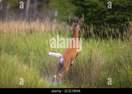 Weißschwanz-Bock springt in Sicherheit in einem überfluteten Feld im Norden Wisconsin. Stockfoto