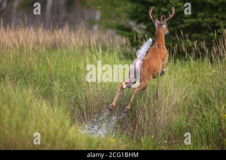 Weißschwanz-Bock springt in Sicherheit in einem überfluteten Feld im Norden Wisconsin. Stockfoto