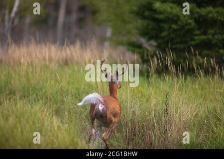 Weißschwanz-Bock springt in Sicherheit in einem überfluteten Feld im Norden Wisconsin. Stockfoto