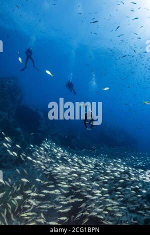 Taucher schwimmen durch große Fischschule auf Korallen Riff Stockfoto