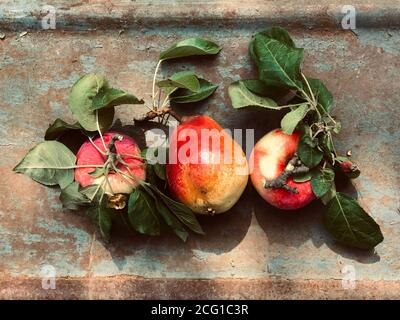 Reif und frisch gerade gepflückte Früchte: Gelbe und rote Äpfel und Birne mit grünen Blättern Stillleben auf einer Reihe auf rostigen Metall Stockfoto