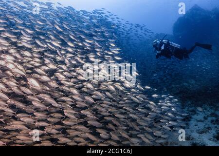 Taucher schwimmen durch große Fischschule auf Korallen Riff Stockfoto