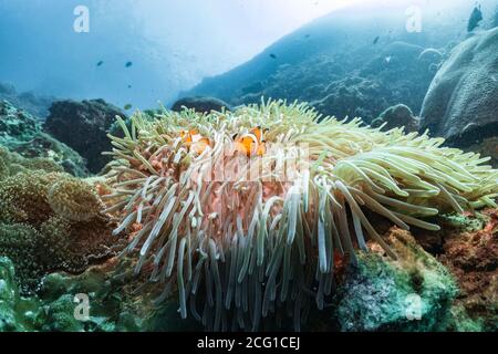 Clown Fisch in einer Anemone auf Korallenriff Stockfoto