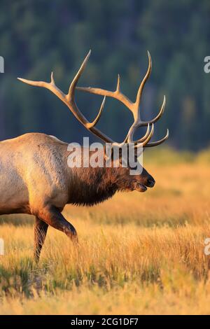 Großer Bulle Elk cervius canadensis Nahaufnahme in einer Wiese während Herbstlaub im frühen Morgenlicht in Rocky Mountain National Parken Stockfoto