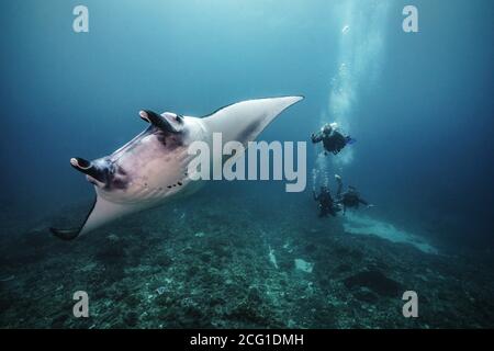 Schöne Manta Ray Unterwasser mit Taucher Stockfoto