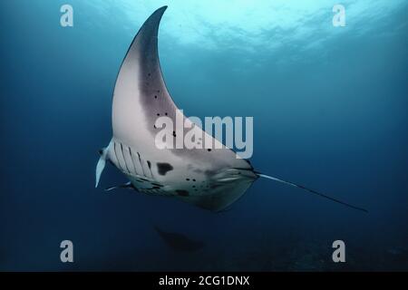 Schöne Manta Ray Unterwasser mit Taucher Stockfoto