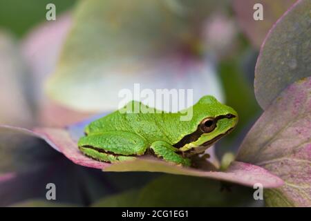 Ein pazifischer Baumfrosch ruht auf den Blütenblättern eines Hydragrea Stockfoto