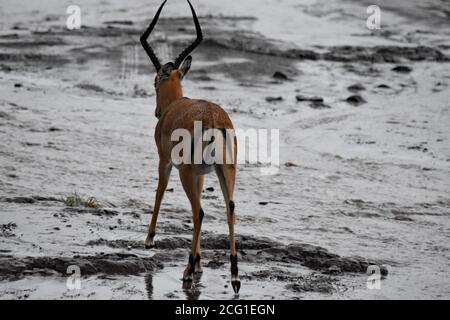 Ein Impala (Aepyceros melampus) steht in der Mitte einer nassen Feldstraße, die während eines Regensturms im Chobe National Park, Botswana, von der Kamera abgewandt ist Stockfoto