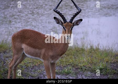 Ein Impala (Aepyceros melampus) steht während eines Regensturms im Chobe National Park, Botswana, Afrika, vor einer überfluteten Straße auf einem grasbewachsenen Ufer. Stockfoto